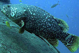 Giant Grouper